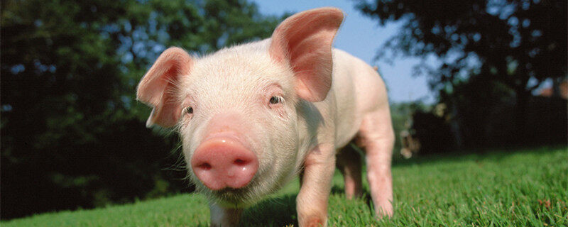 猪吃什么草长得快肥得快 什么草猪吃了长得快