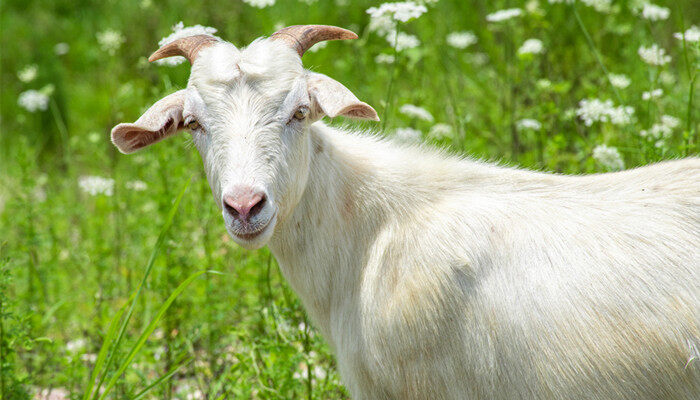 驼羊和羊驼的对比照片 驼羊和羊驼的区别 羊驼和绵羊的区别图片