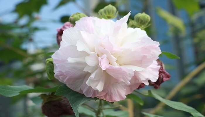 桂花芙蓉百合牵牛花哪个不是同一季节开 桂花芙蓉百合牵牛花谁不是同一季节开的花