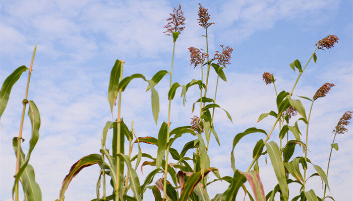 摄图网_501688889_banner_田间的甜芦粟（企业商用）_副本.jpg