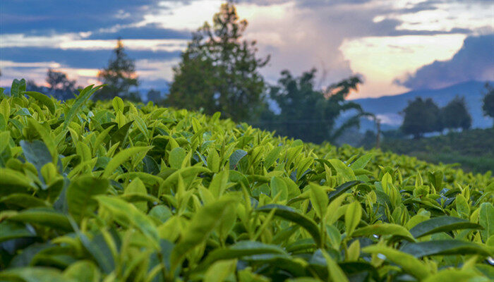 红茶和普洱茶区别 红茶和普洱茶有什么区别