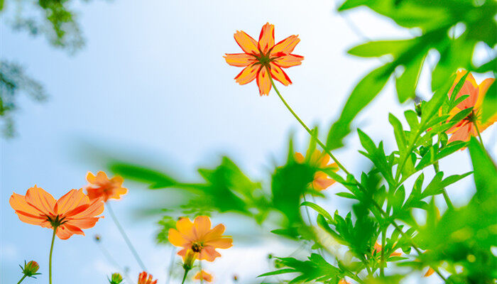 菊花茶有几种 菊花茶有多少种