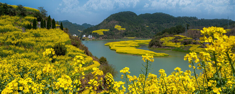 油茶树保花保果打什么药 油茶树保花保果打什么药啊