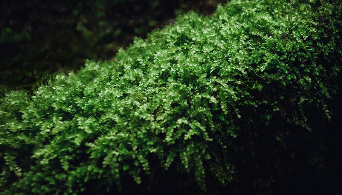 摄图网_500943713_banner_夏至绿色植被苔藓（企业商用）_副本.jpg