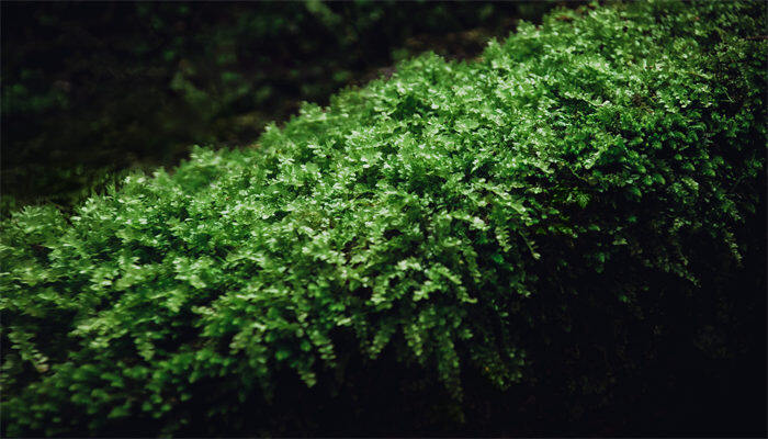 苔藓的作用 苔藓的作用有哪些 