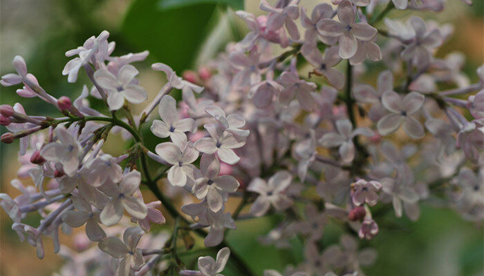 丁香花长什么样 丁香花长啥样