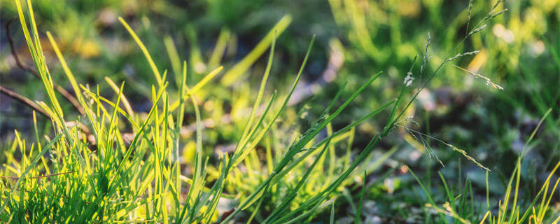 绿色草地植物背景（企.jpg