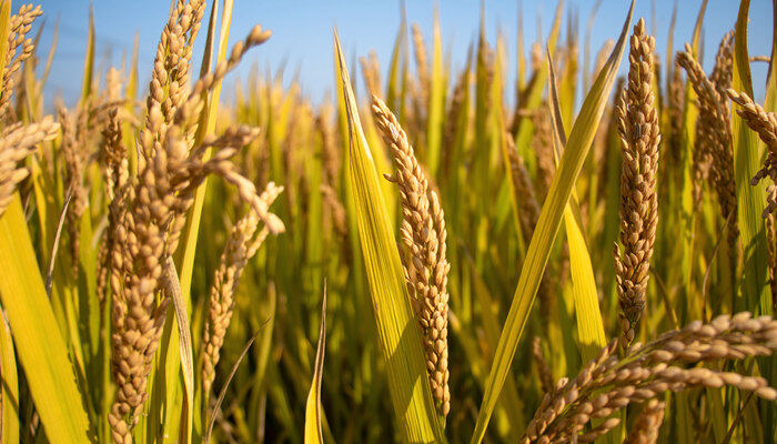 水稻产量每亩多少斤 水稻每亩产量多少斤