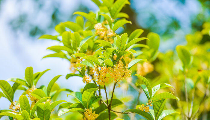 桂花形状 桂花有多少品种