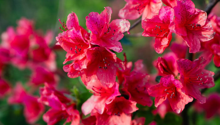 红色蜡花花语