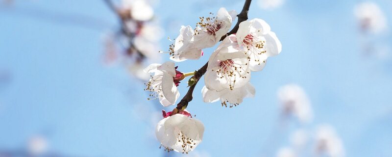 十二花神是什么花 十二花神分别是什么花