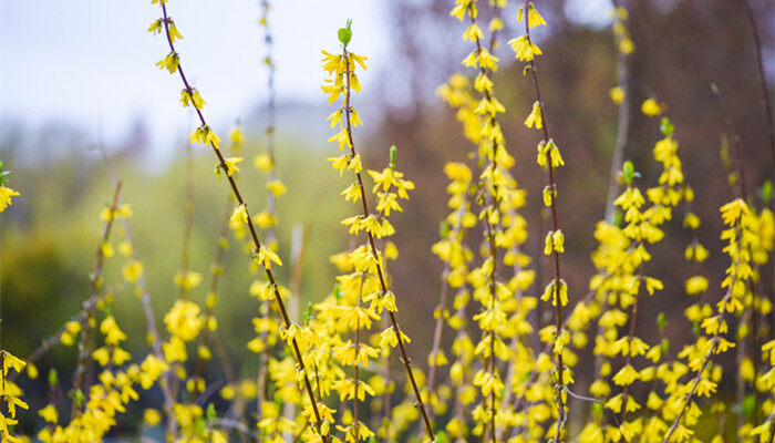 摄图网_501723122_banner_花色迎春花盛开（企业商用）_副本.jpg