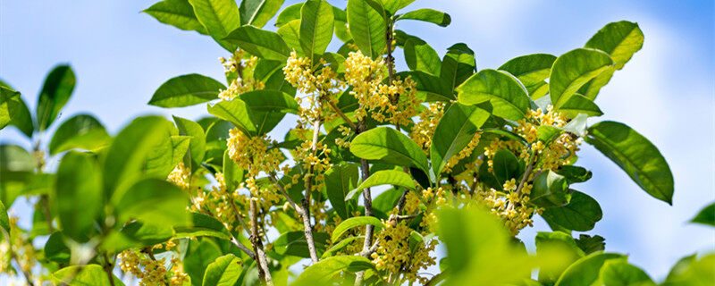 四季桂花和金桂的区别 四季桂花和金桂的区别是什么