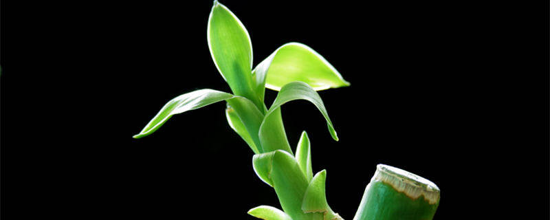 富贵竹怎么养?富贵竹的水养殖方法 富贵竹水培方法