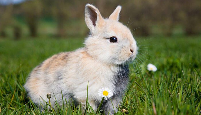 獭兔的养殖技术 獭兔的养殖技术是什么