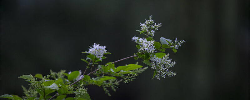 九里香的种植方法 九里香的种植方法有哪些