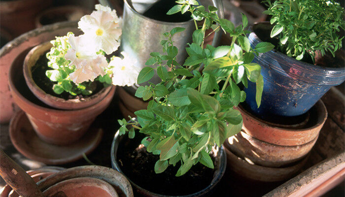 植物的生长 植物的生长过程