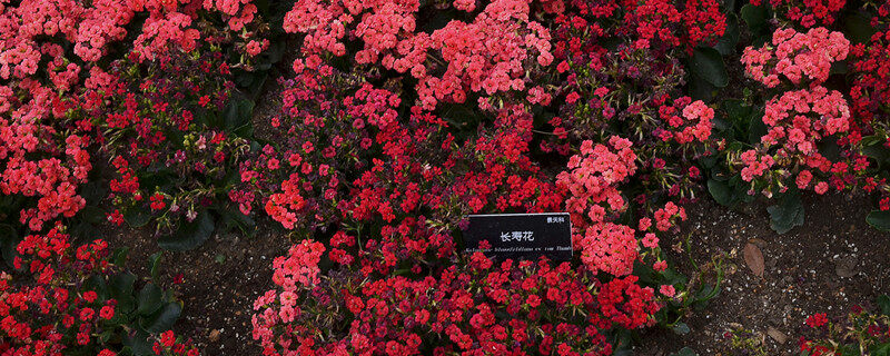 摄图网_501586895_banner_上海辰山植物园热带植物长寿花（企业商用）_副2.jpg