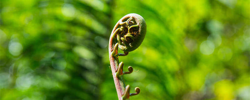 能探测黄金的植物 什么植物能找到黄金