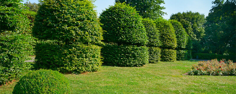 摄图网_303325100_夏日公园的树篱和装饰灌木（企业商用）_1.jpg