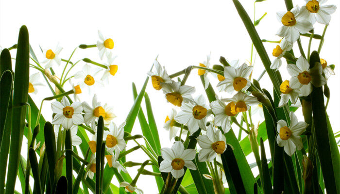 水仙花代表什么意思 水仙花的含义