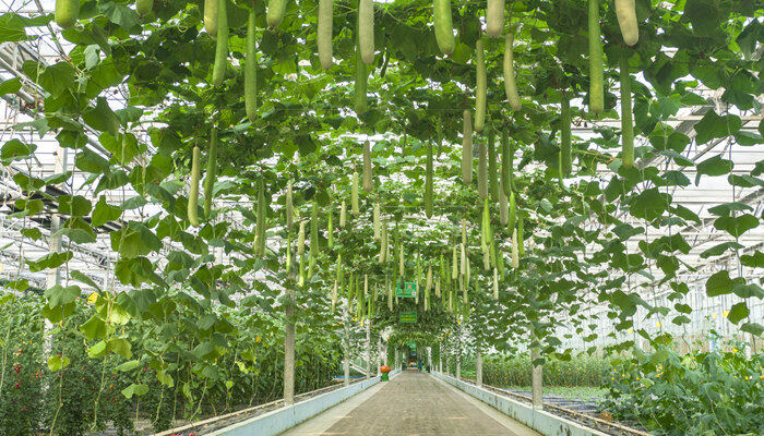 摄图网_501627770_banner_大棚农业种植基地蔬菜走廊（企业商用）_副本.jpg