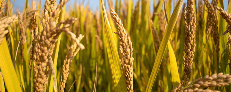优质水稻品种 优质水稻品种有哪些
