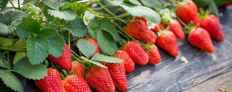 草莓各个时期的施肥方案 草莓施肥时间和方法