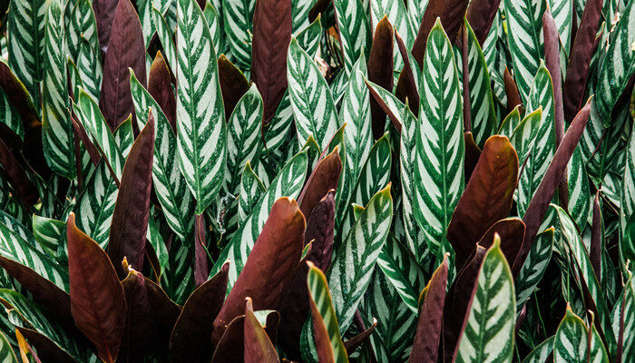摄图网_303418695_绿色叶白条斑热带树植物自然形态（企业商用）_副本.jpg