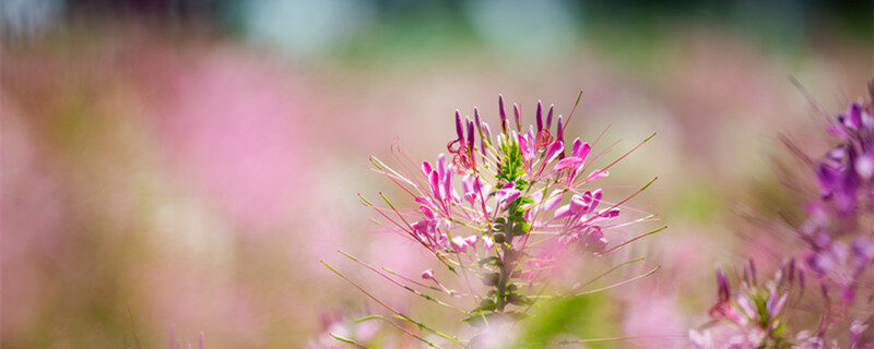 摄图网_501552307_banner_春天花朵醉蝶花（企业商用0）_副本.jpg