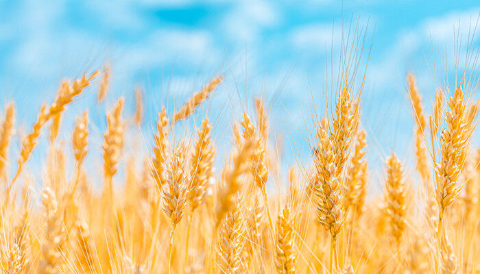 伟隆169小麦品种产量表现 伟隆169小麦品种的产量表现