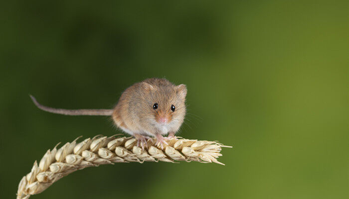 老鼠的繁殖能力有多强 老鼠的繁殖能力有多快