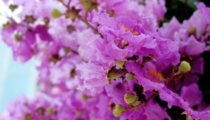 夏天开的花有哪些?(花名、颜色) 夏天开的花都有哪些?(花名、颜色)