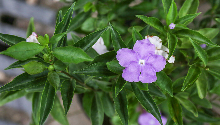 翠芦莉是多年生吗 翠芦莉是多年生植物吗