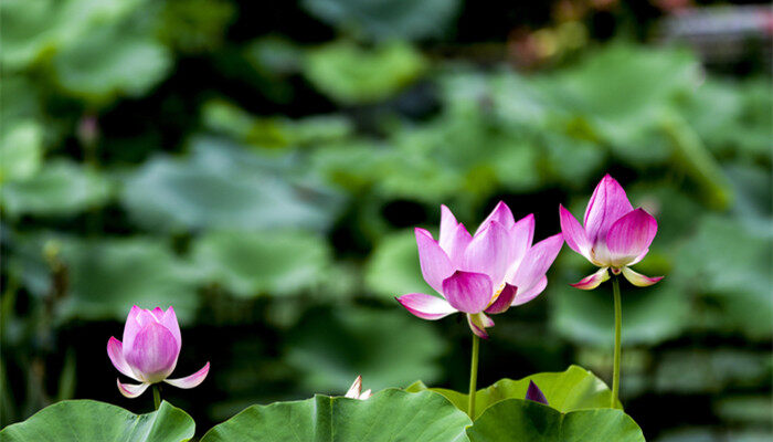 莲花的花语和寓意 莲花的花语和寓意是什么