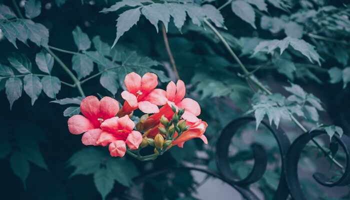 凌霄花的花语及传说 关于凌霄花的花语