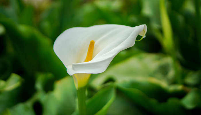 彩色马蹄莲一年开几次花 彩色马蹄莲一年开多少次花