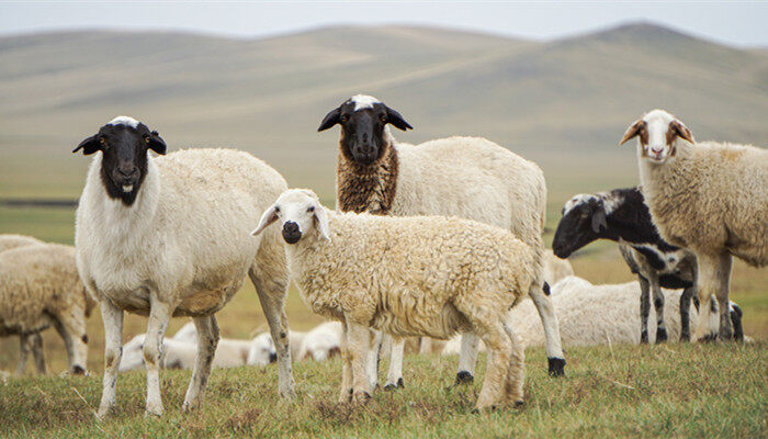 一只羊多重 正常一只羊多重