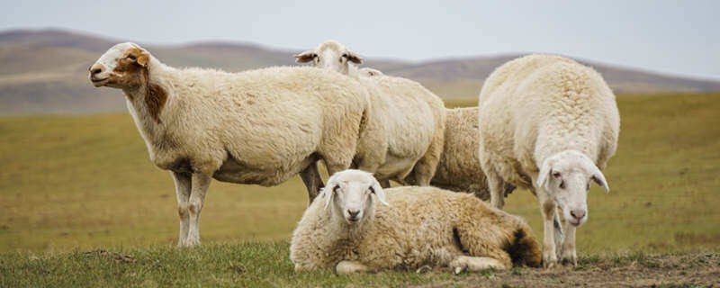 羊的生长阶段 羊的生长过程