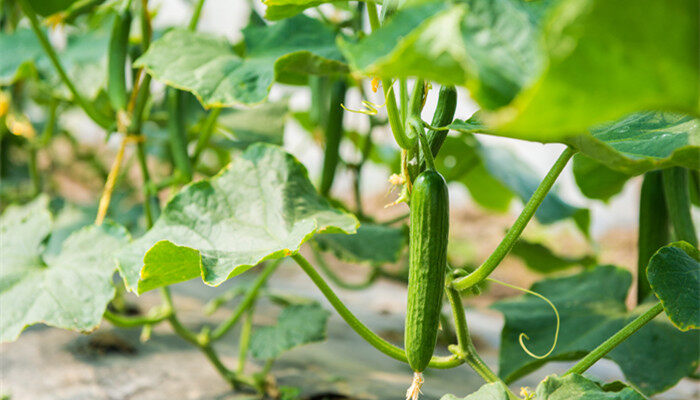 夏天什么生物长得最快 夏天什么东西生长得最快