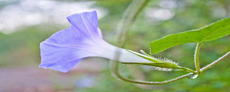 观察牵牛花的生长过程 牵牛花的生长过程