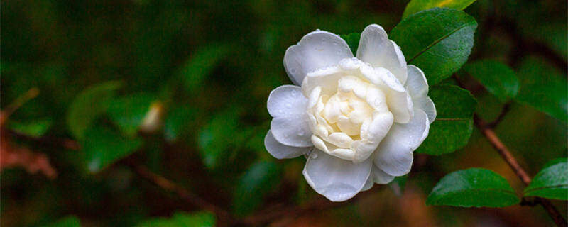 山茶花叶子变褐色干枯脱落原因 山茶花变褐色怎么办