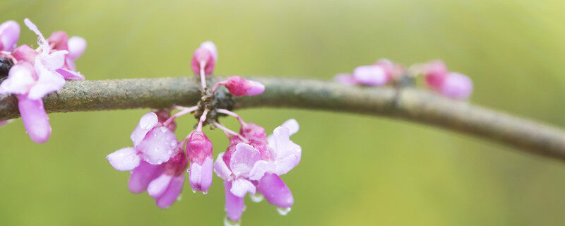 摄图网_501729995_banner_雨后紫荆花（企业商用）.jpg