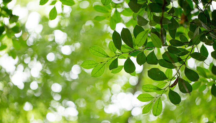 树叶 绿植树叶素材（企业商用）_副本.jpg