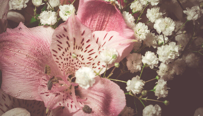 摄图网_303389549_优雅的粉红色花朵（企业商用）.jpg