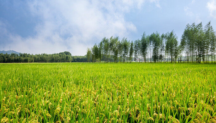 国标一级优质水稻品种 国标一级优质水稻的品种