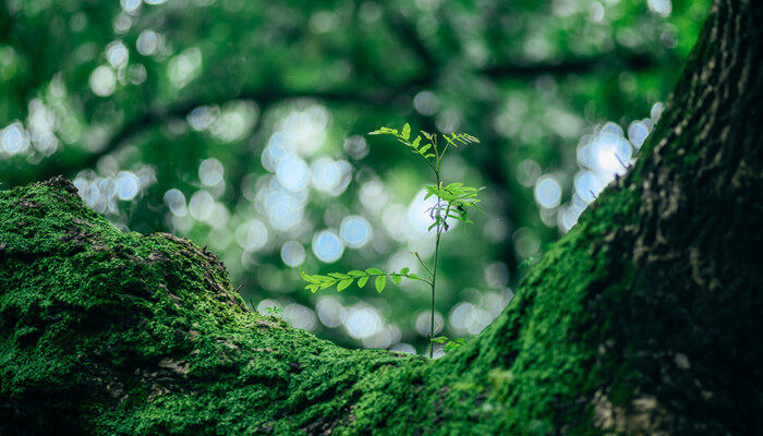 青苔有无毒