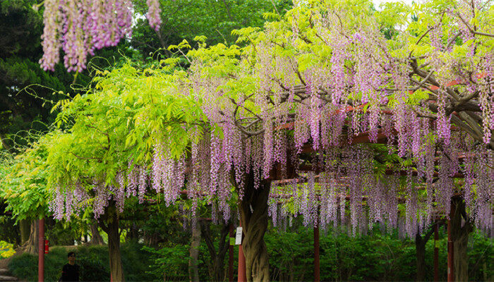 摄图网_500408795_banner_嘉定紫藤园（企业商用）_副本.jpg