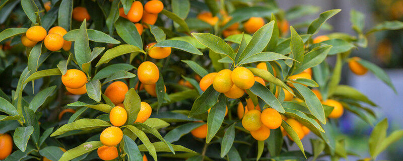 摄图网_501716020_wx_金橘树上的果实（企业商用）.jpg