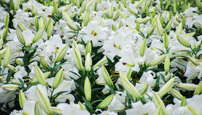 教师节送老师什么花合适 教师节到底送老师什么花合适